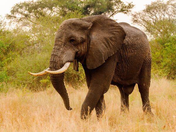 Ochrona i zarządzanie rezerwatami dla słoni afrykańskich